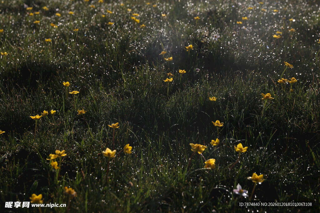 野外绽放的黄色小花