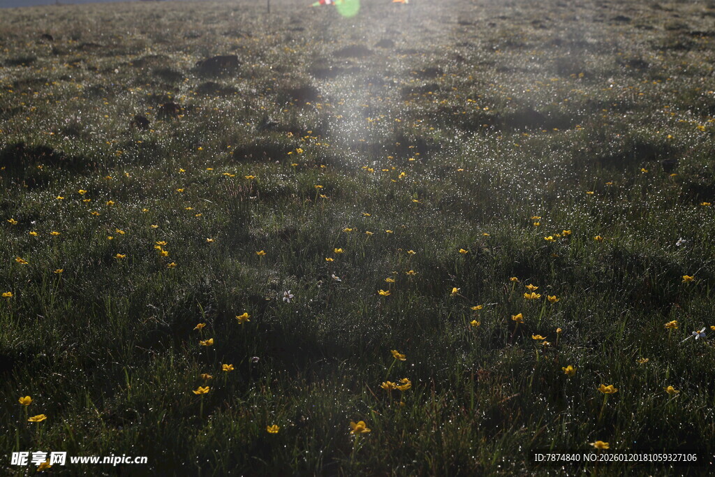 雾中绽放的黄色野花