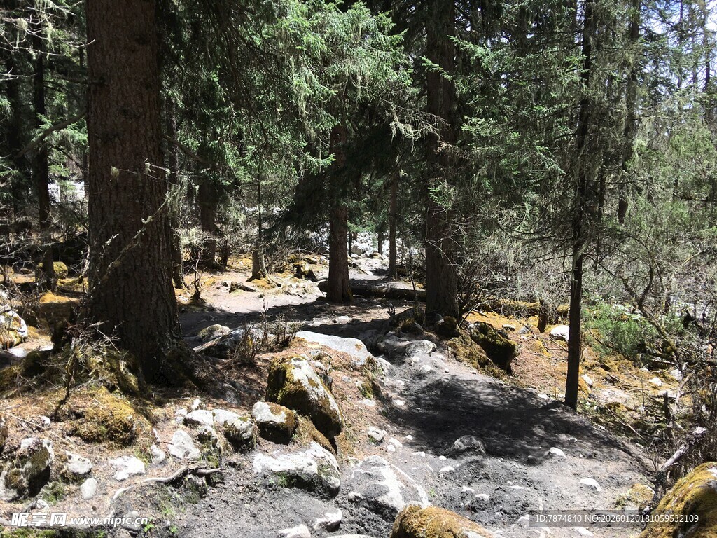 林间潺潺溪流自然美景