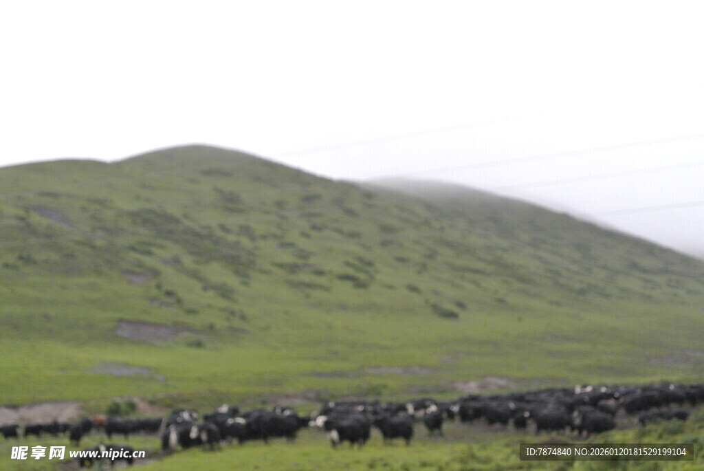 草原上的牲畜群