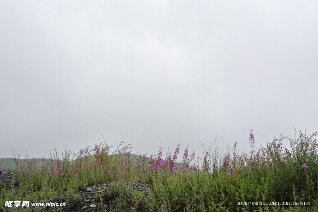 雾中草地野花景致