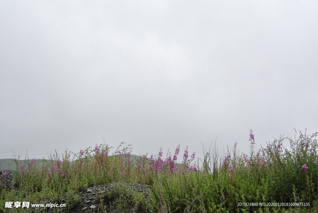 野外草地 天空阴沉