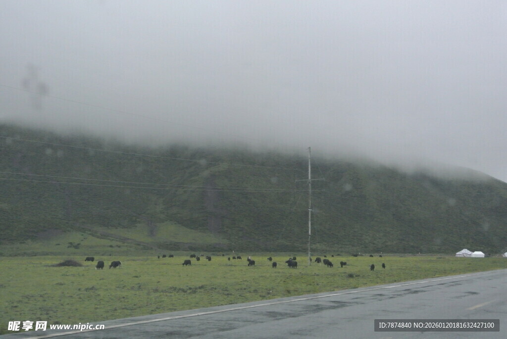 雨中公路旁的牧场景象