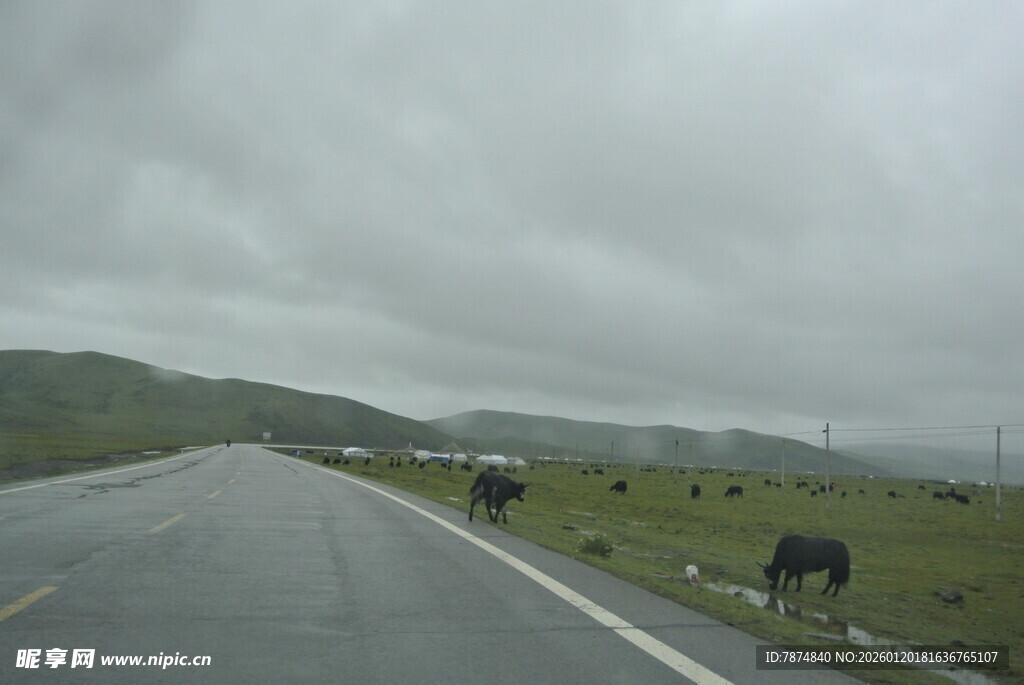 公路边草原上的悠闲牛群