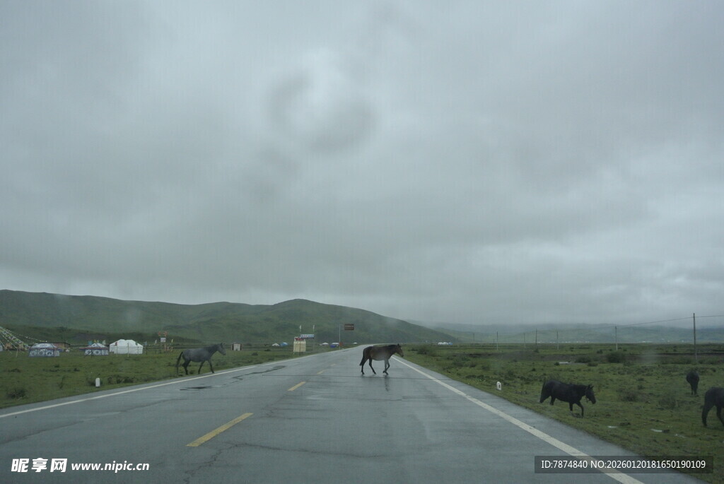 公路上漫步的牛群