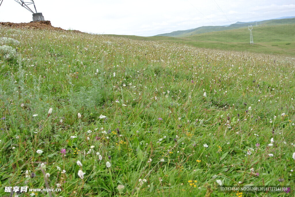 广袤草原上的零星小花