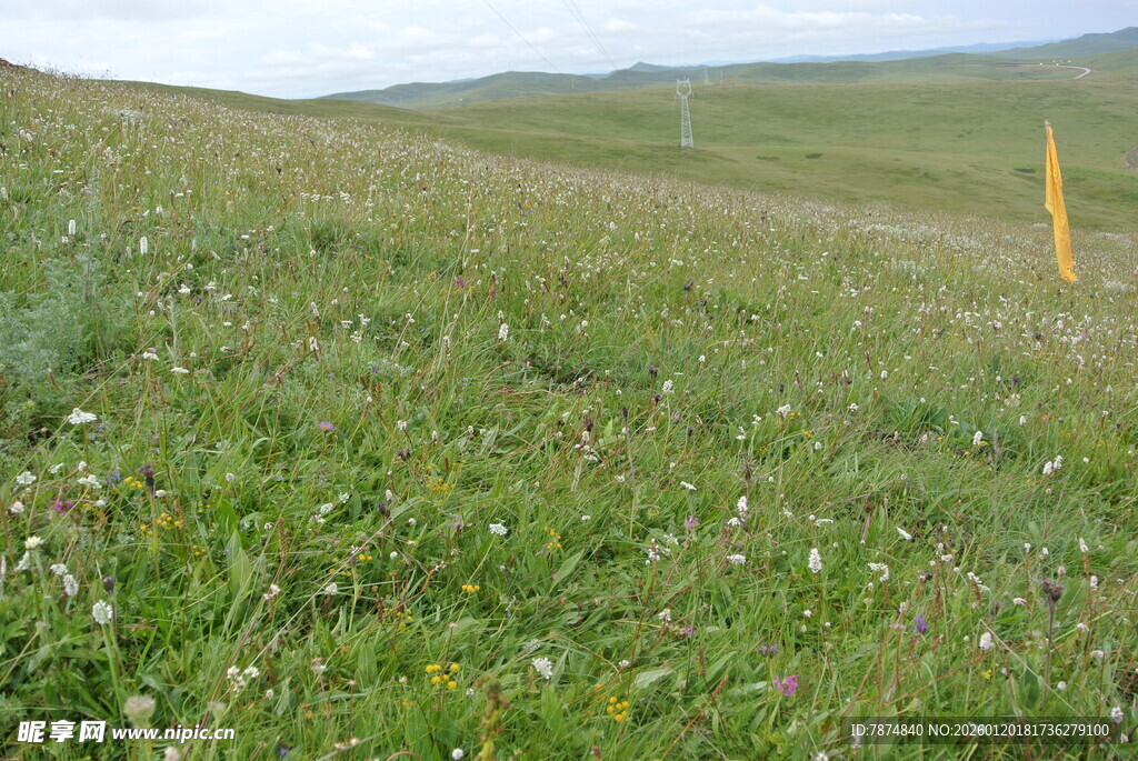 广袤草原上的清新绿意