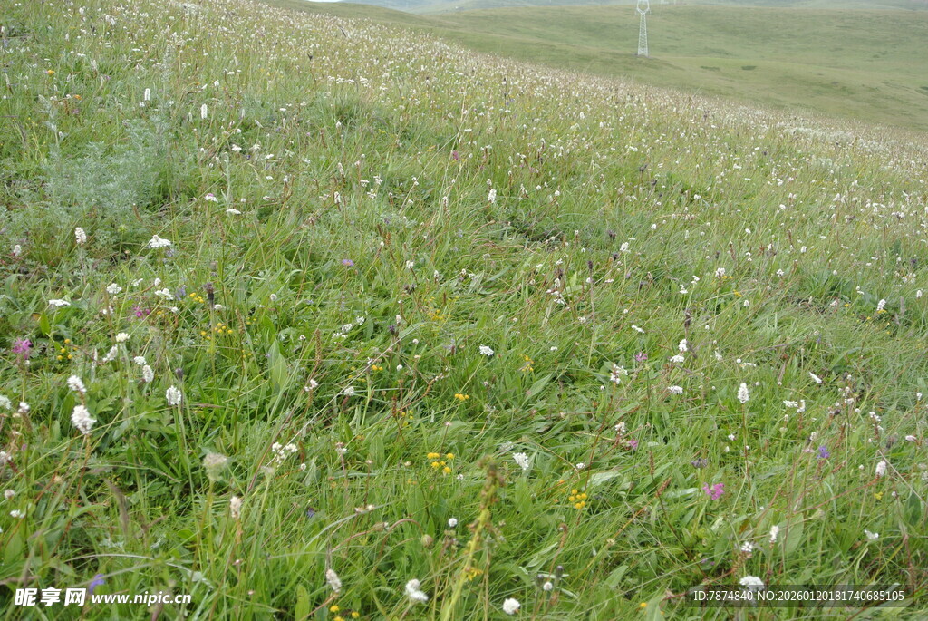 绿意盎然的草地野花景观