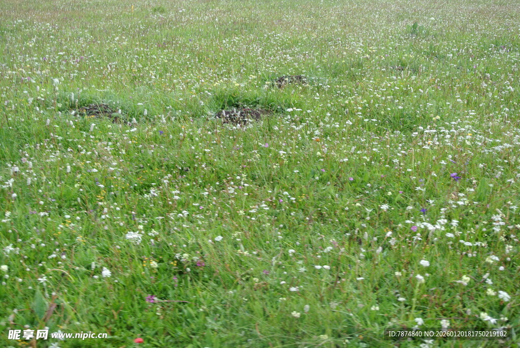 翠绿草地 点缀白色小花