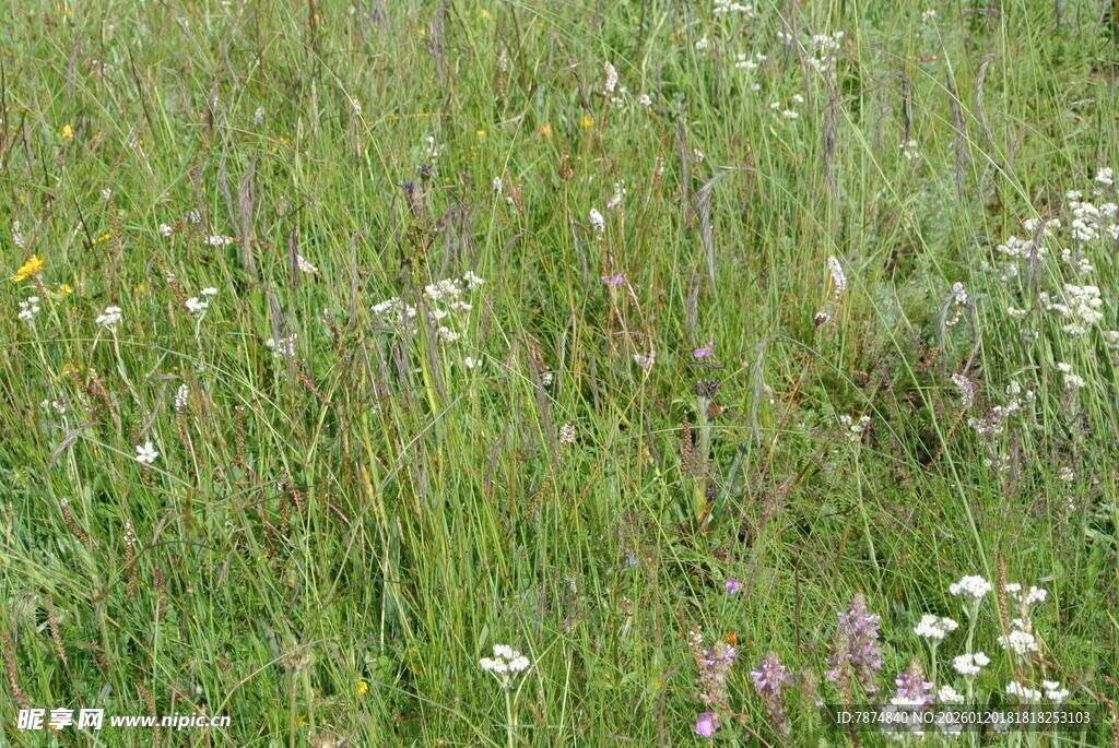 草原上的缤纷野花