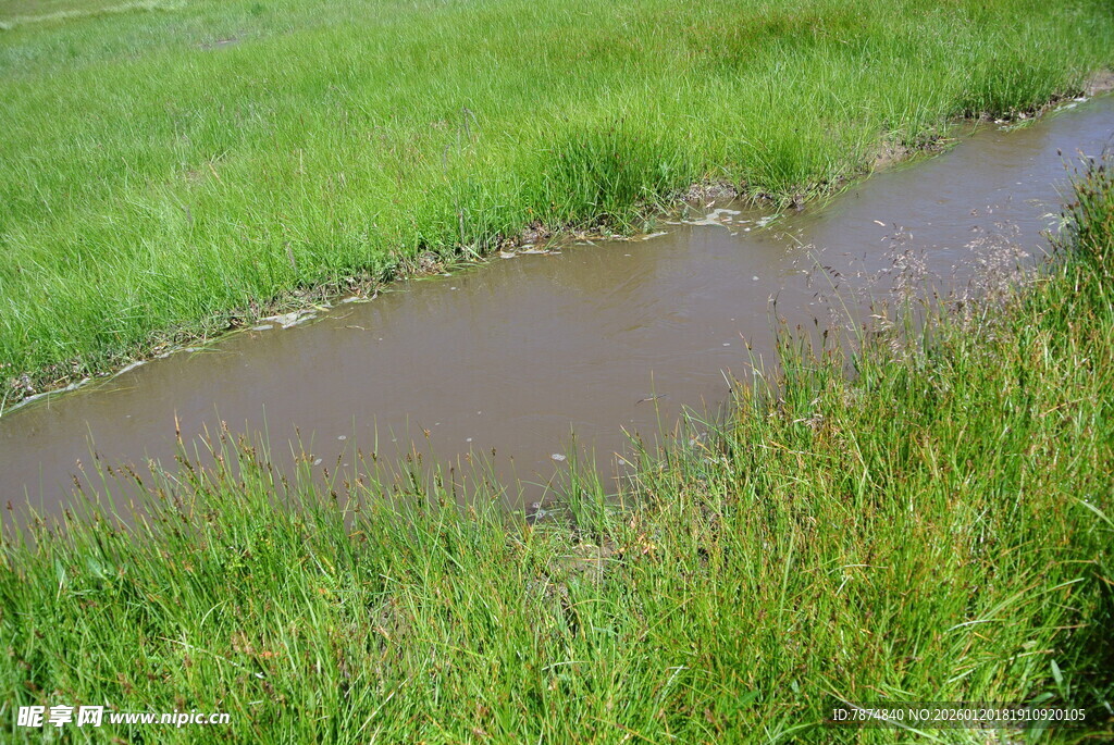田野中的潺潺小溪