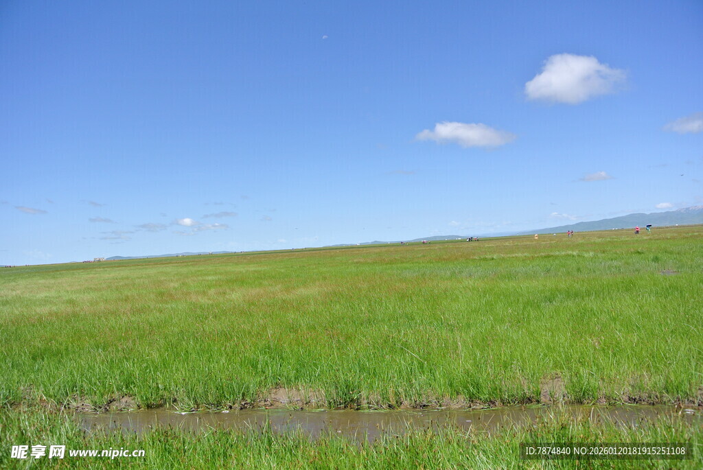 广袤草原 蓝天之下绿意浓