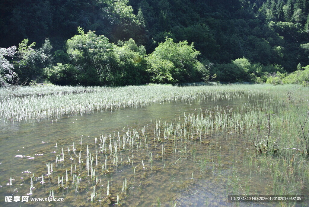 宁静湖畔的自然风光