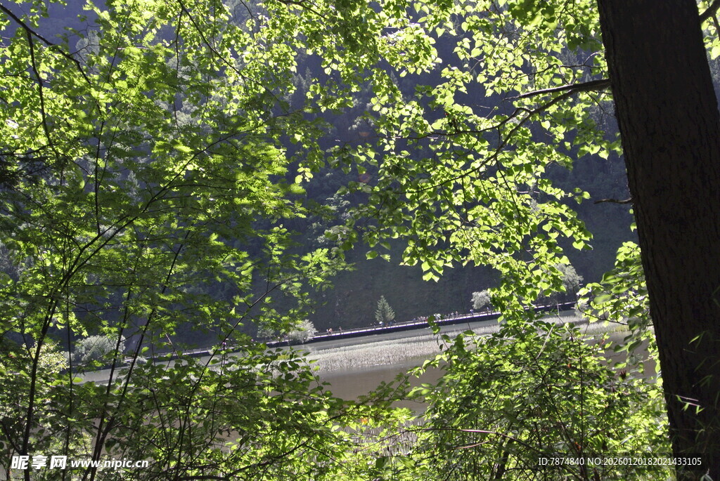 林间绿意中的隐秘道路
