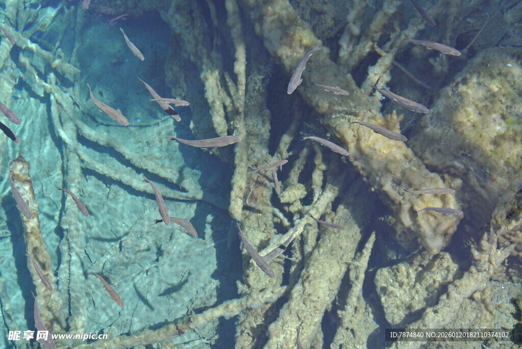 水下交错的树根景象