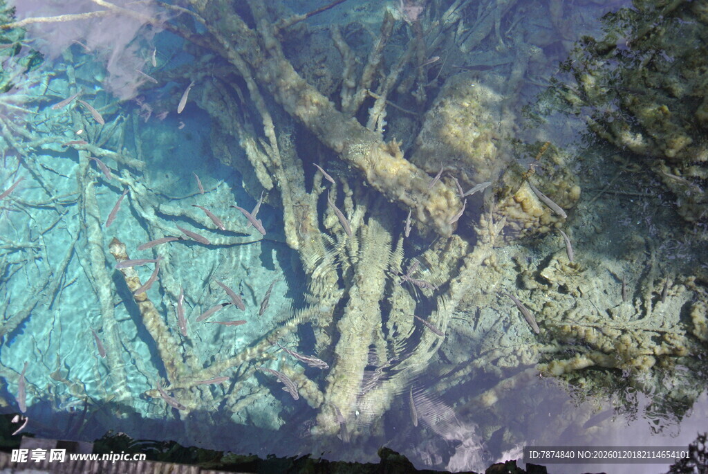 水下树根景观 神秘幽美