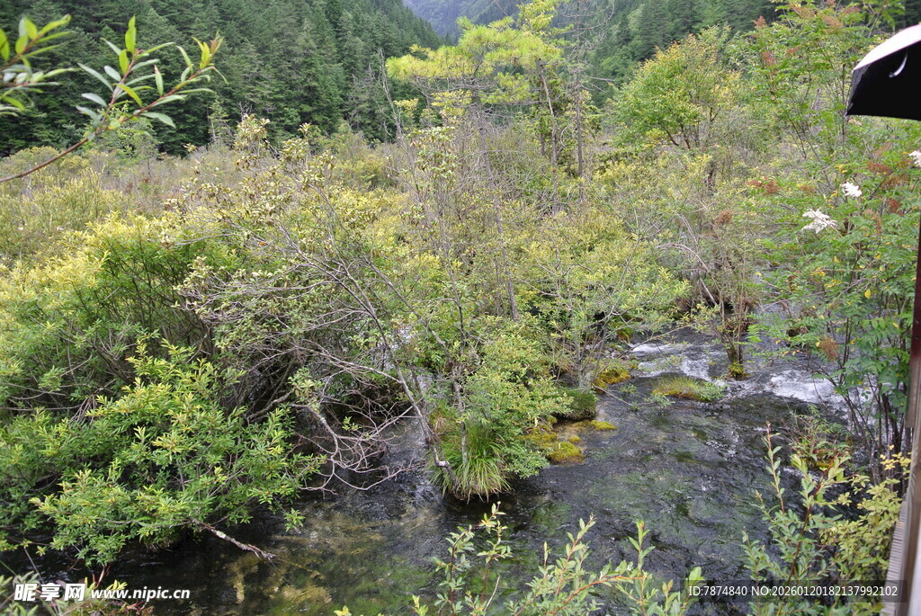 山间溪流旁的繁茂植被