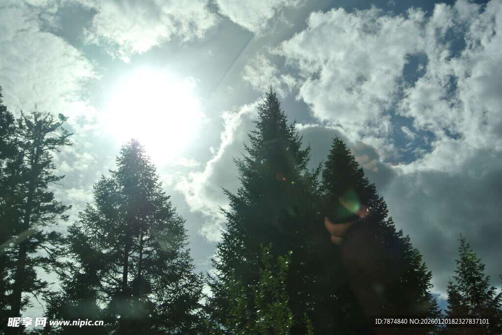 阳光穿透林间树梢的美景