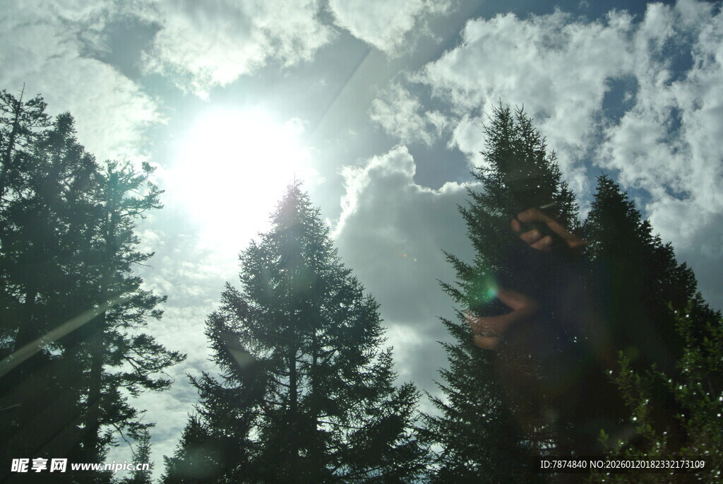 阳光穿透树林的美丽景象