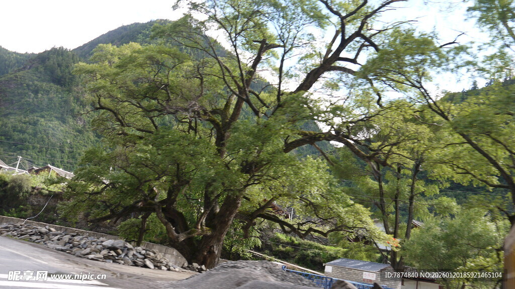 山间繁茂大树景观
