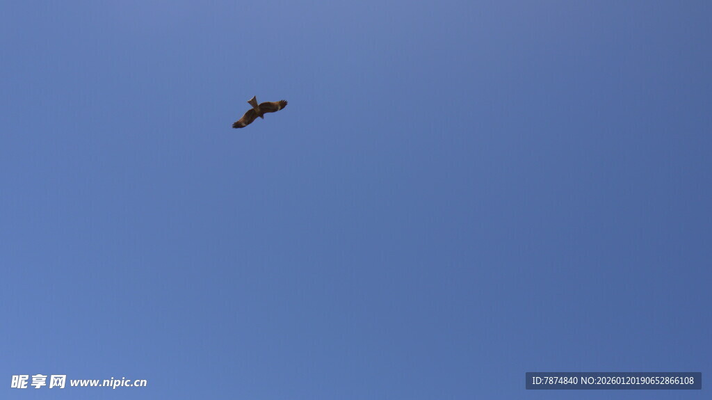 蓝天中翱翔的飞鸟