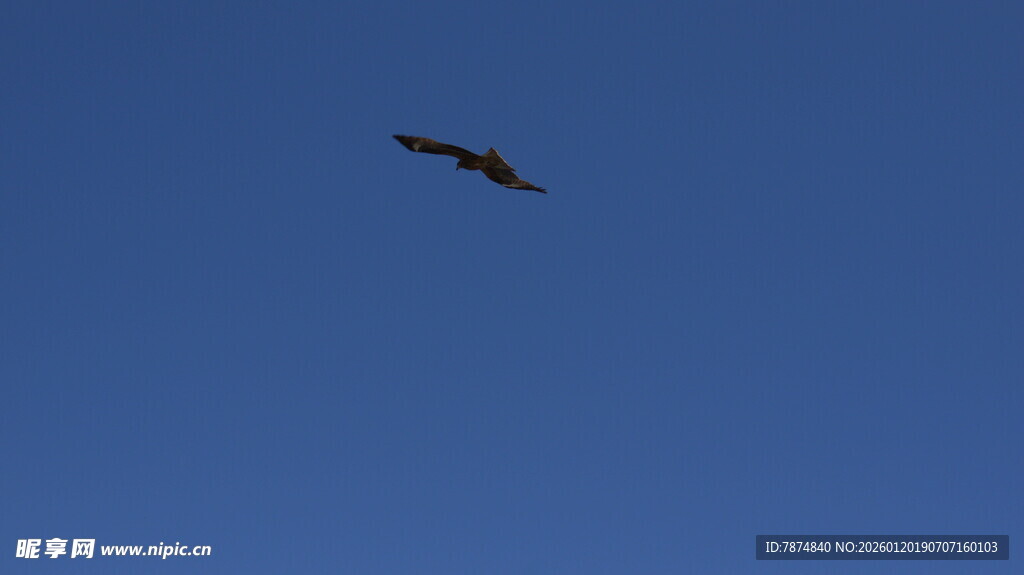 蓝天中翱翔的飞鸟