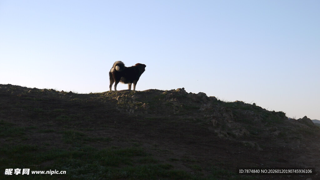 山坡上的孤独牛只