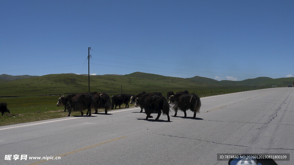 公路上的牛群