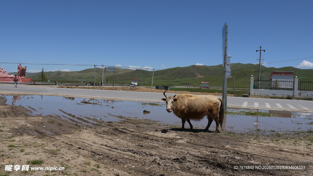 草原上独行的牛