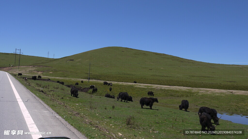 草原公路旁的牛群风景