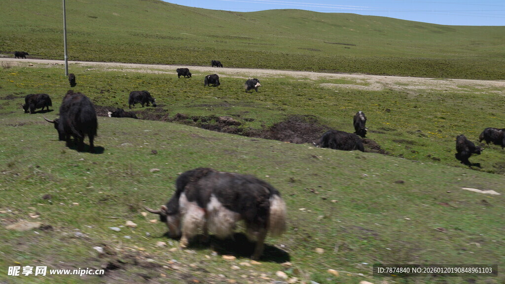草原上休憩的牦牛群