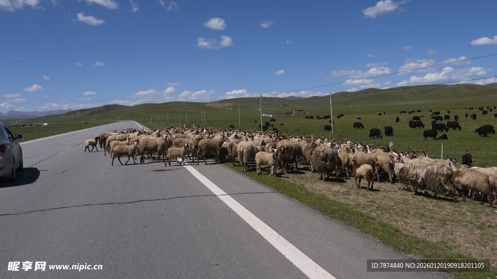 公路上的羊群大迁徙