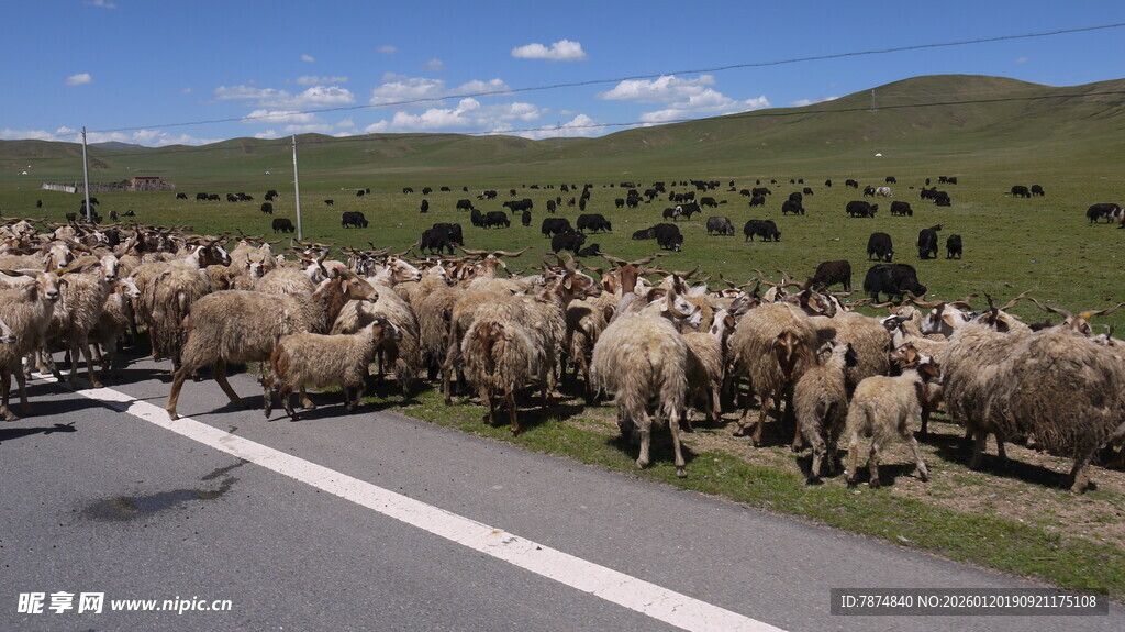 羊群漫步在公路边