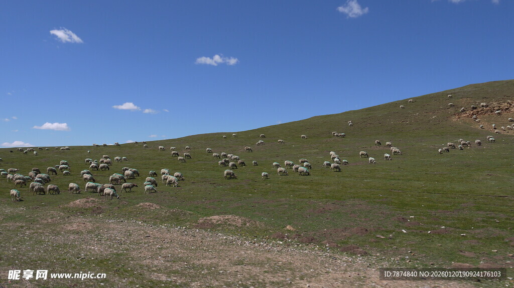 草原上的羊群