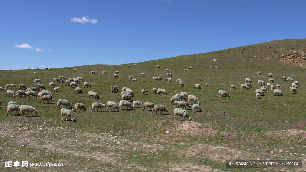 草原羊群悠然觅食