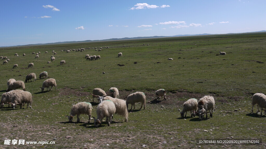草原上的羊群