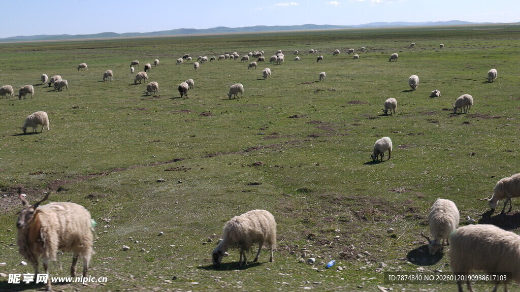 草原上的羊群