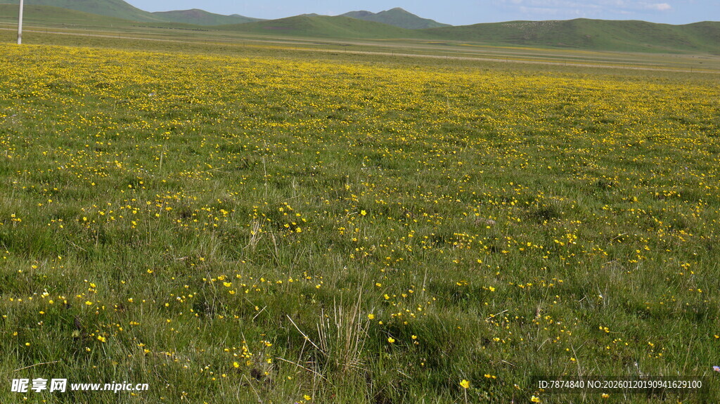 草原上的黄色花海
