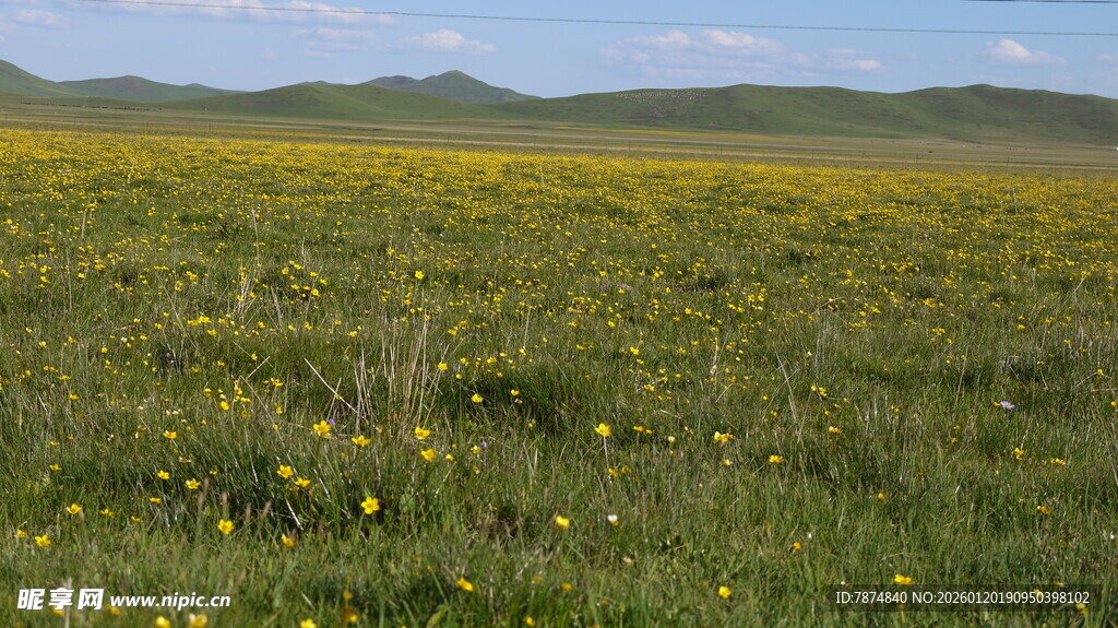 草原上的黄色小花绽放