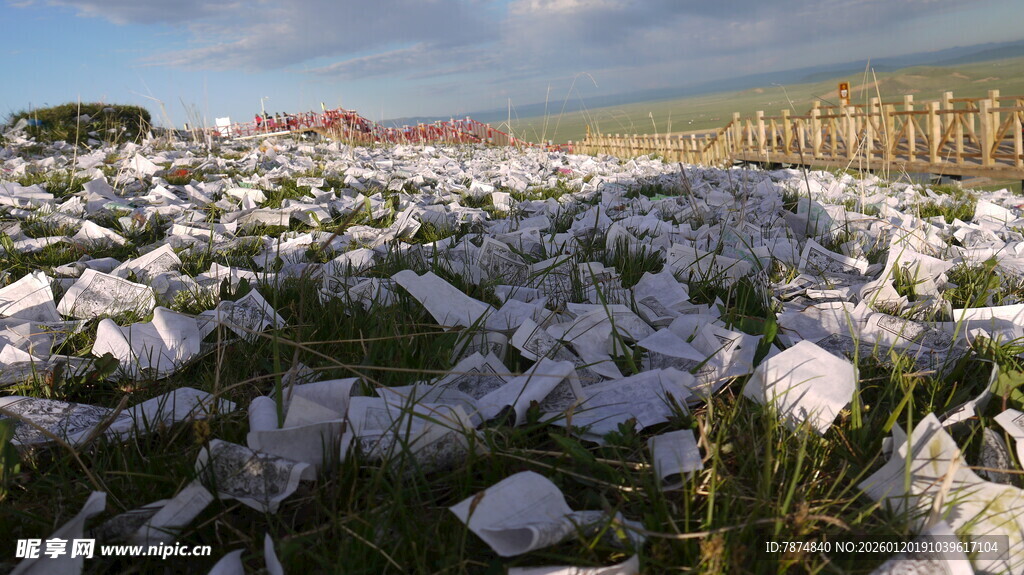 棉花田景 洁白棉朵绽田间