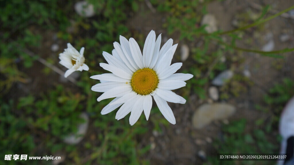 白色雏菊绽放于草地