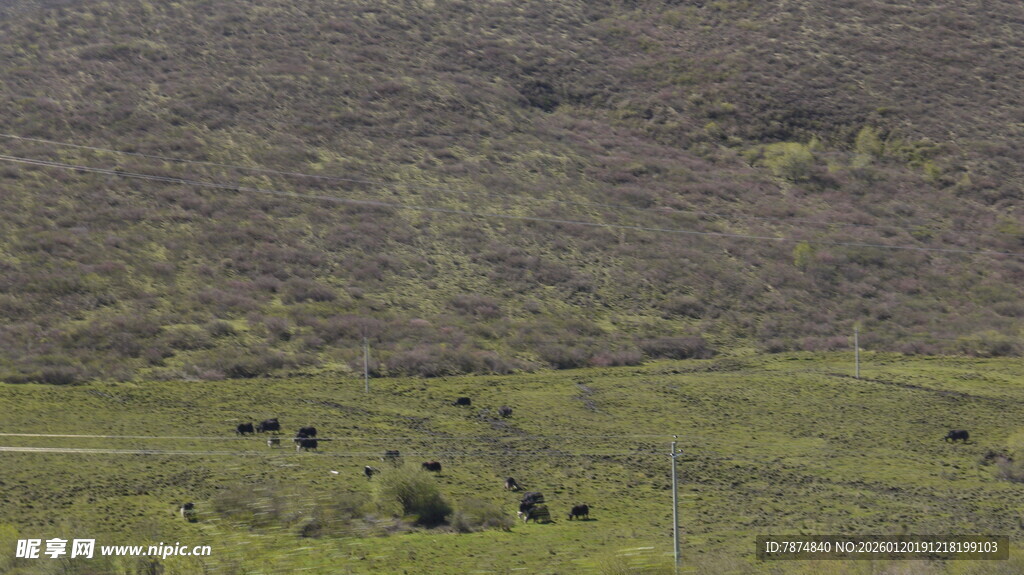 广袤草原上的稀疏植被