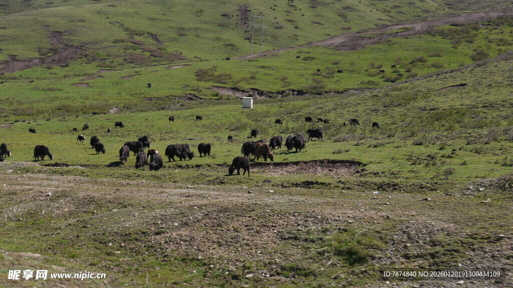 草原上的牛群