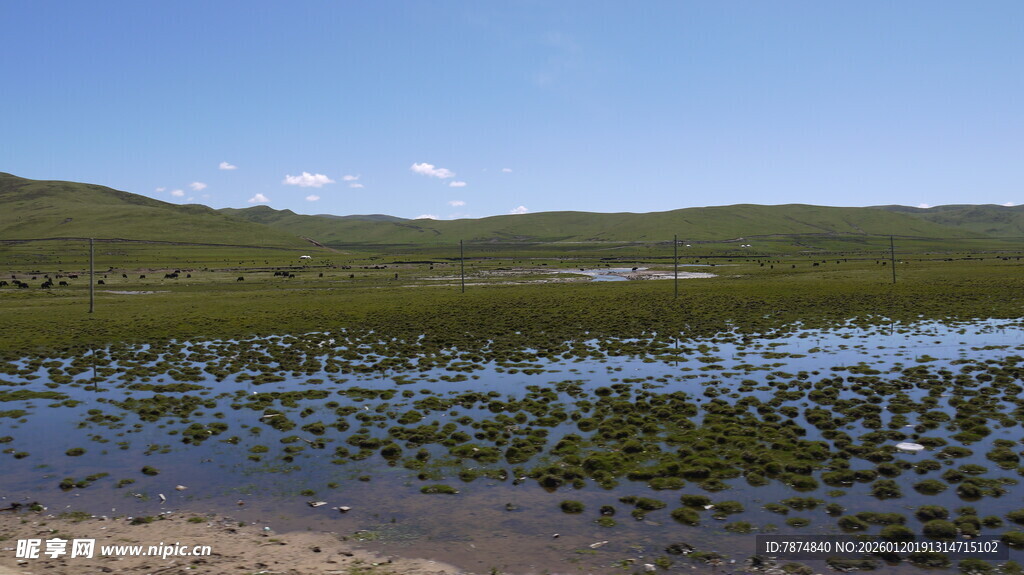 湿地风光 水草蔓延的水域