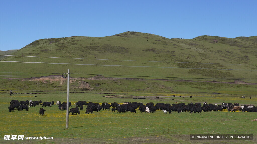 草原上的牛群