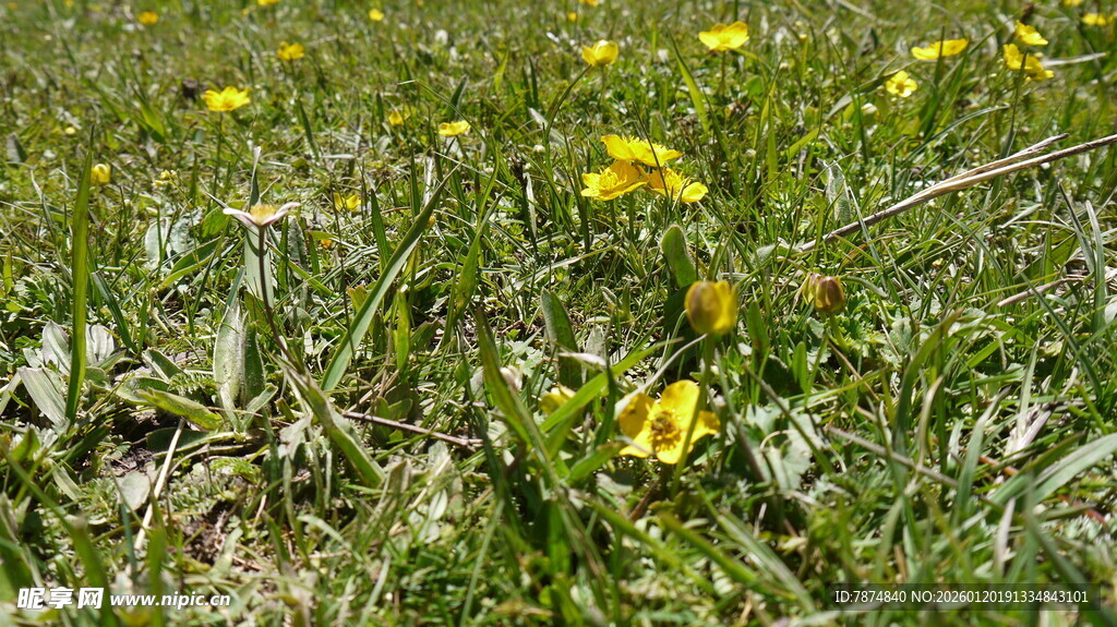 草地中的黄色小花绽放