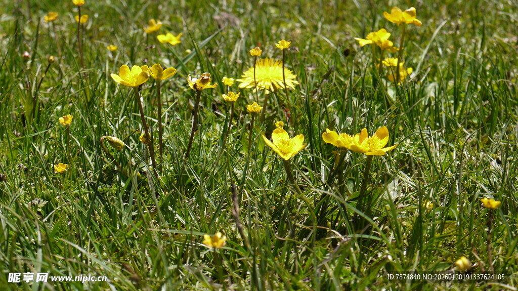 草地上的黄色小花