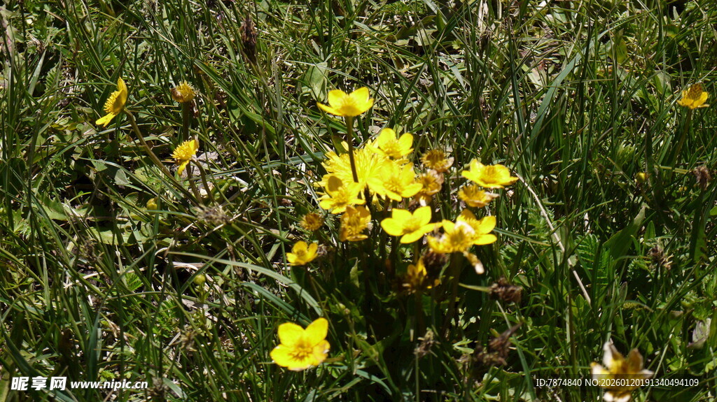 野外绽放的黄色小花