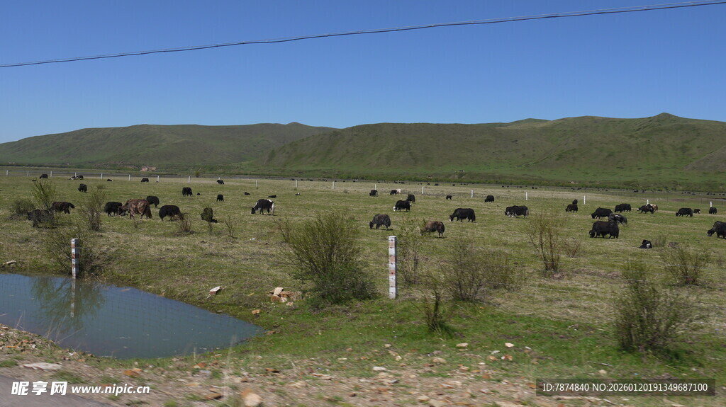 草原牧场景色