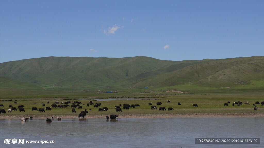 草原湖畔的牛群景观
